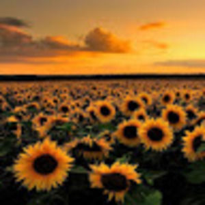 Meet your Posher, Irie